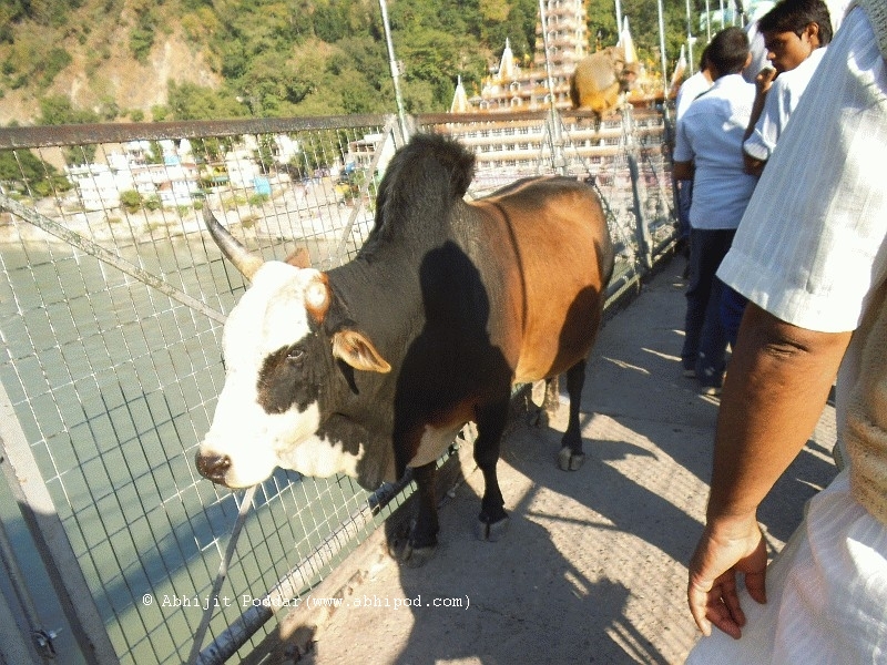 A bull crossing Lakshman Jhoola 