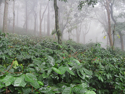A coffee plantation near Araku valley