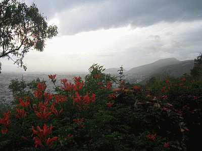 Flowers in full bloom atop Kailashgiri hill
